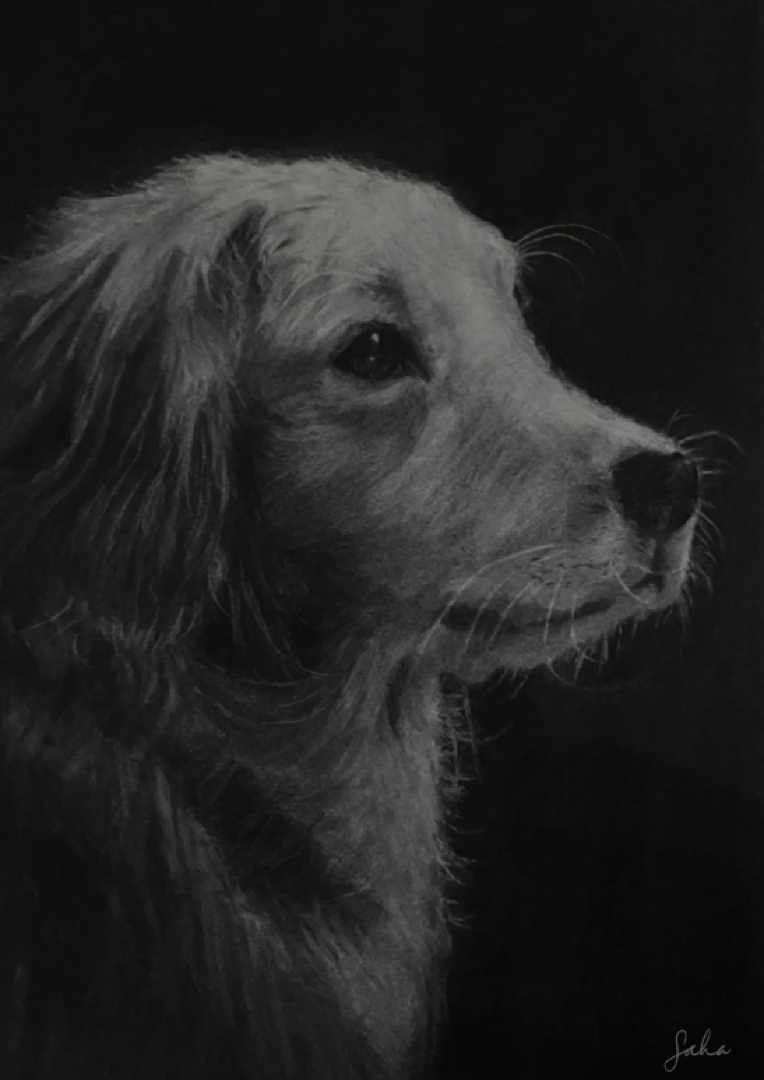 charcoal golden retriever