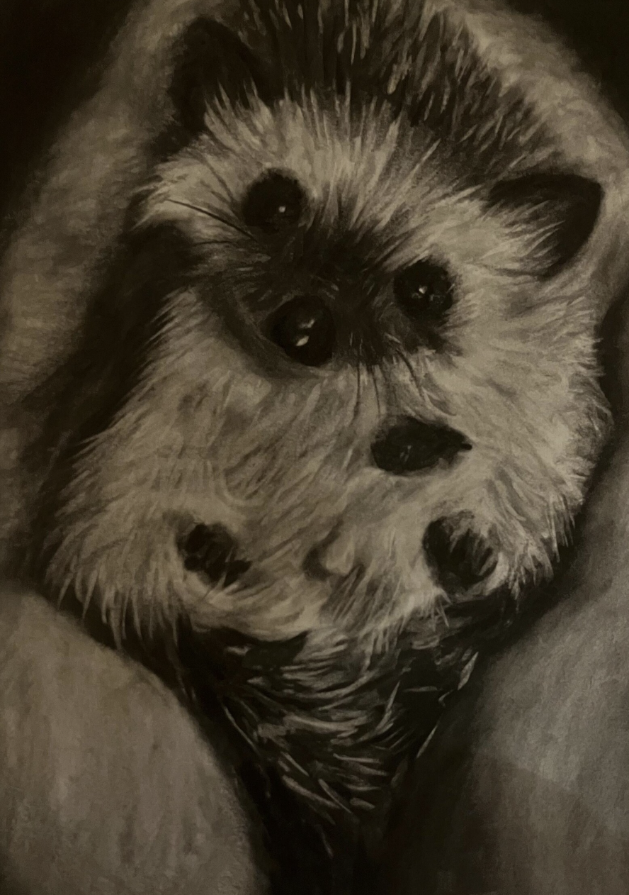 charcoal of a hedgehog